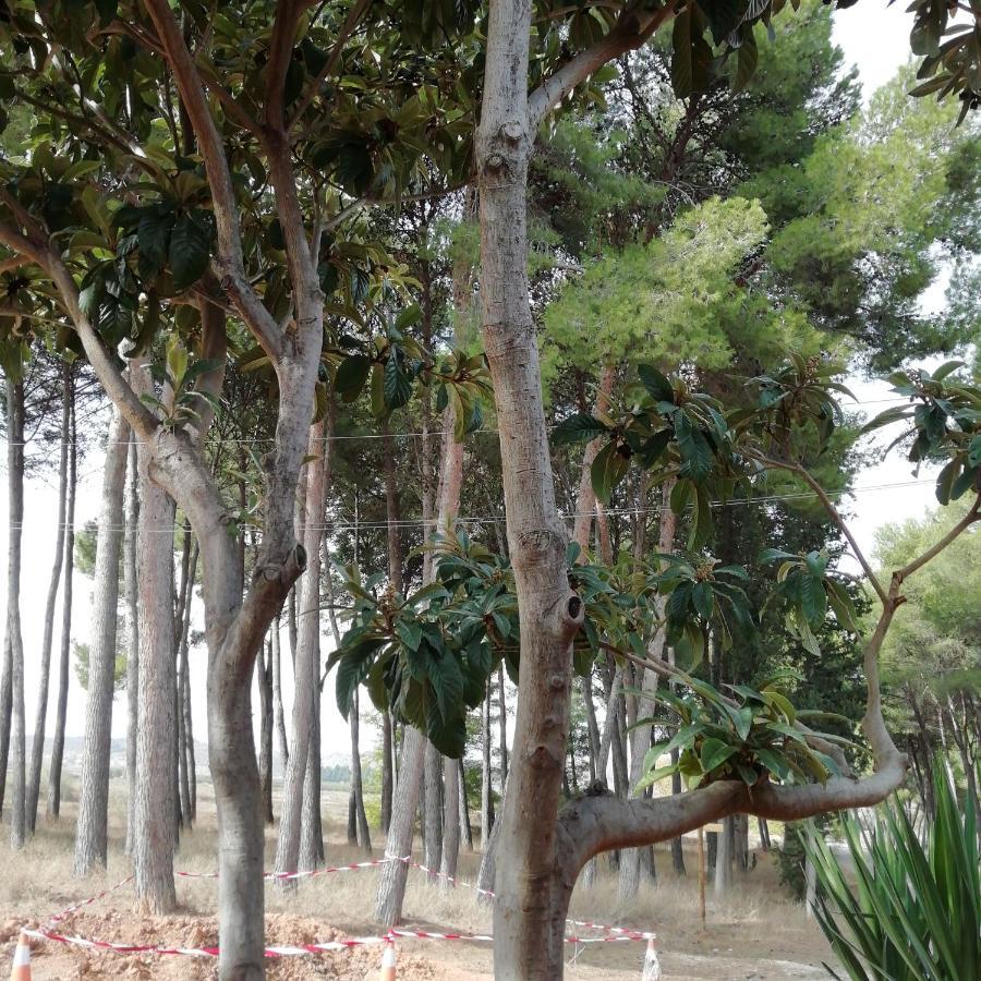 Casa Rural Los Pinos Valmuel 外观 照片